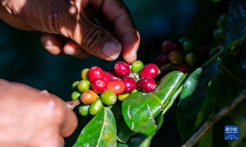 11월 16일, 농민이 커피 열매를 따고 있다. [사진 출처: 신화사]