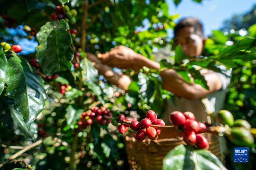 11월 16일, 농민이 커피 열매를 따고 있다. [사진 출처: 신화사]