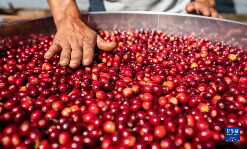 11월 16일, 농민이 커피 열매를 햇빛에 말리고 있다. [사진 출처: 신화사]