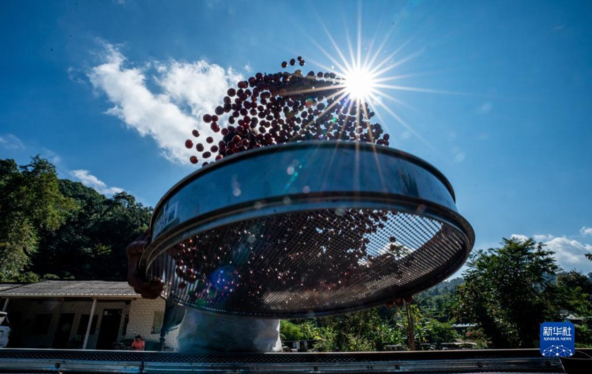 11월 16일, 농민이 커피 열매를 햇빛에 말리고 있다. [사진 출처: 신화사]