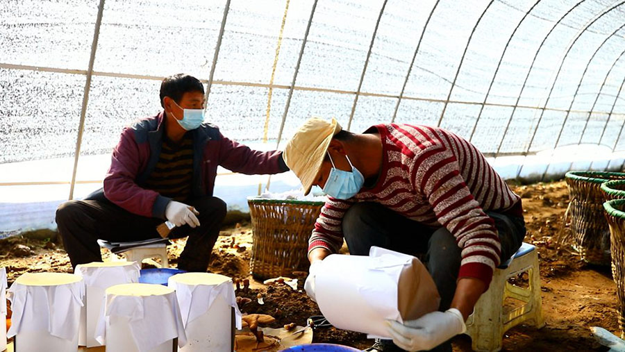영지를 보호하기 위해 씌우는 종이봉지 [사진 출처: 인민망]