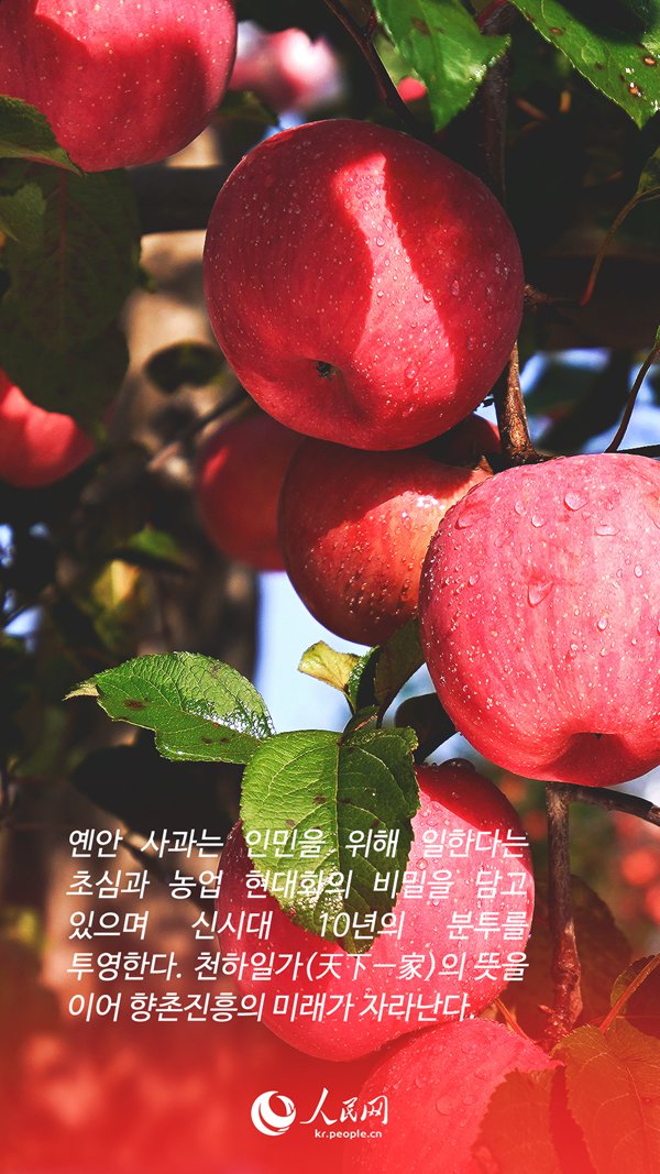 [포스터] 옌안 사과가 사랑받는 비결