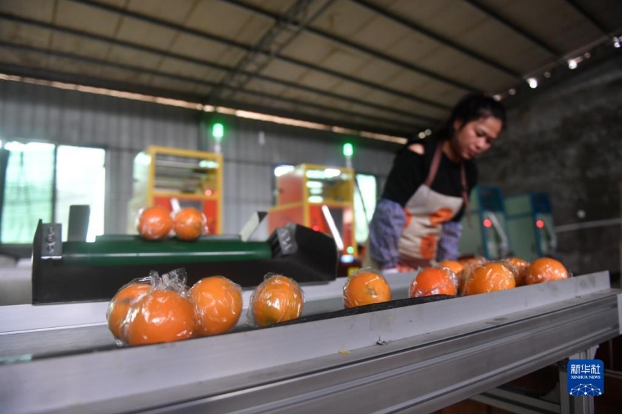 농부가 네이블 오렌지를 포장해 출고 준비를 한다. [11월 26일 촬영/사진 출처: 신화사]
