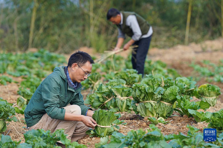 정타오가 아버지와 밭에서 수확한 채소를 한데 묶고 있다. [11월 24일 촬영/사진 출처: 신화사]