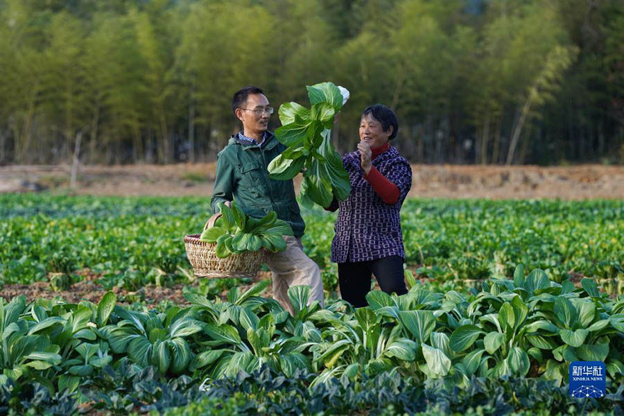 정타오가 어머니와 밭에서 채소를 수확하고 있다. [11월 24일 촬영/사진 출처: 신화사]