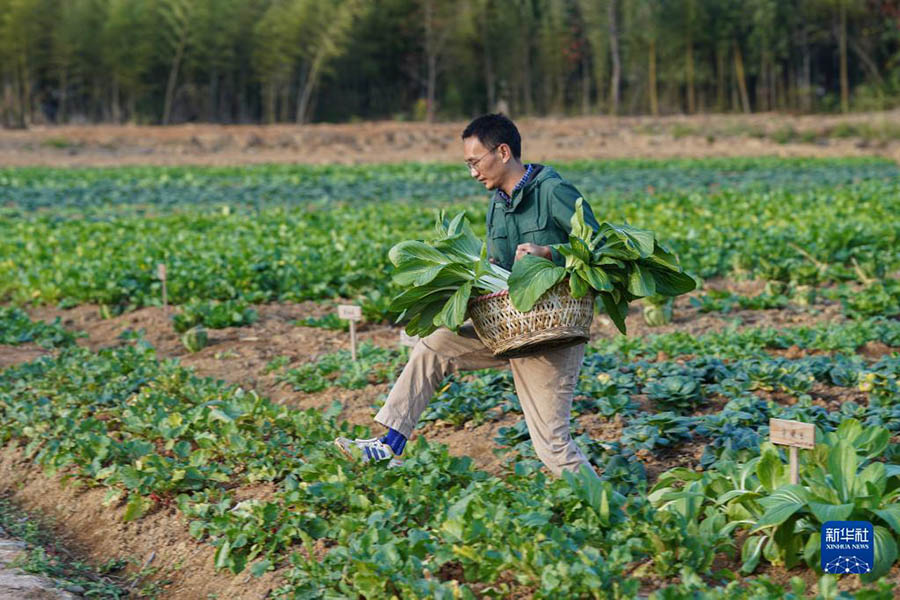 정타오가 밭에서 채소를 수확하고 있다. [11월 24일 촬영/사진 출처: 신화사]