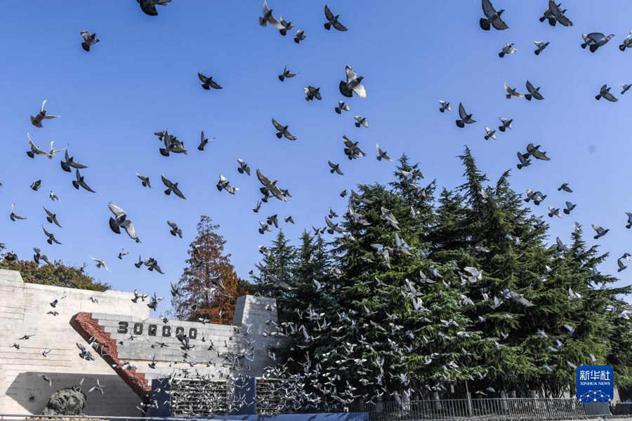 12월 13일, 난징대학살 희생자 국가 추모식 현장에서 평화의 비둘기를 날렸다. [사진 출처: 신화사]