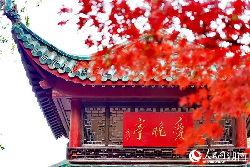 창사 웨루산 애만정 단풍 “서리 맞은 단풍잎들이 2월 봄꽃보다 더 붉구나”