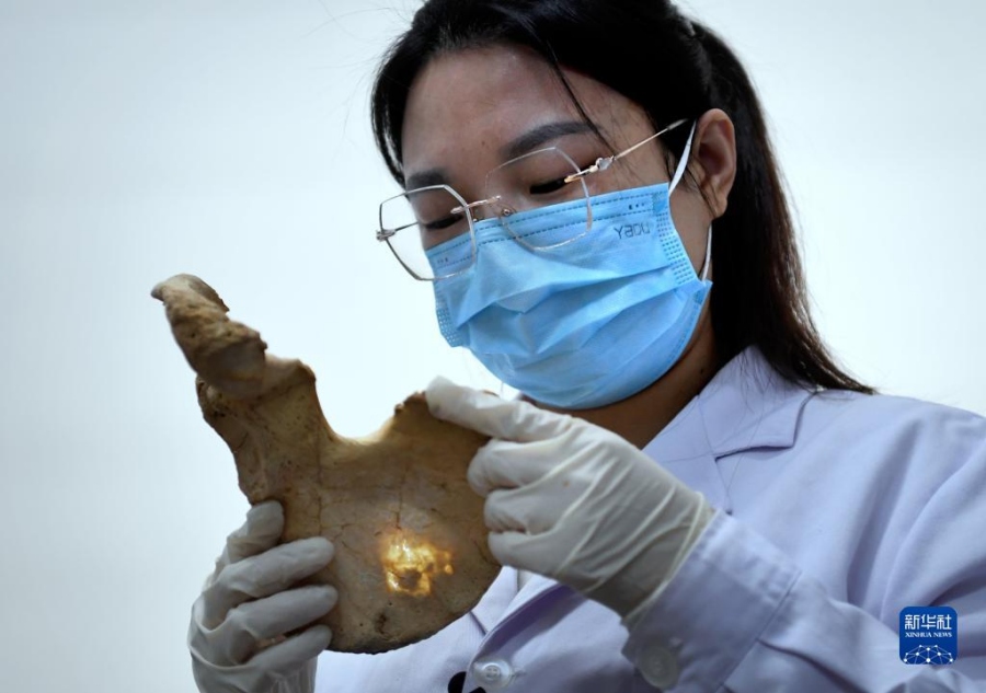 리옌전은 허난성 문물고고연구원의 작업실에서 해골 표본을 관찰한다. [11월 30일 촬영/사진 출처: 신화사]