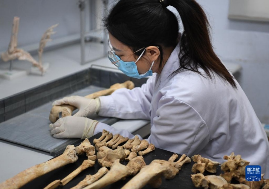 리옌전은 허난성 문물고고연구원에서 대퇴골을 측량한다. [11월 30일 촬영/사진 출처: 신화사]