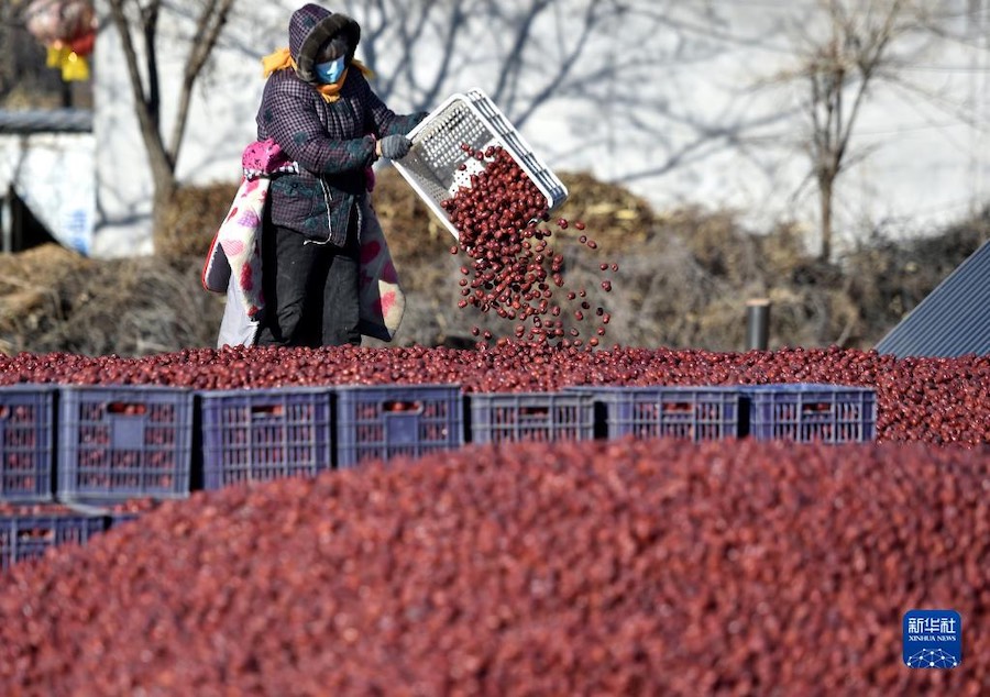 농민이 선별한 대추를 운반하고 있다. [12월 13일 촬영/사진 출처: 신화사]