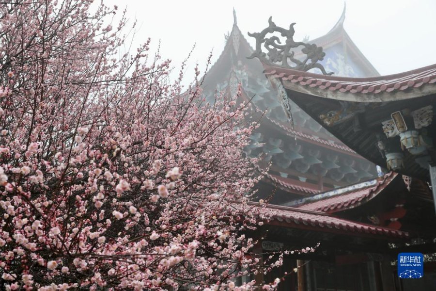 푸저우 린양쓰에 매화꽃이 피었다. [2월 4일 촬영/사진 출처: 신화사]