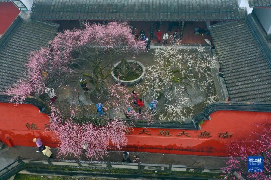 관광객들이 꽃구경하고 있다. [2월 4일 드론 촬영/사진 출처: 신화사]