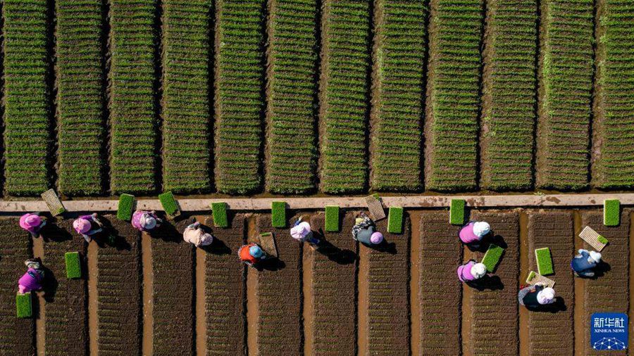 윈난성 위시시 퉁하이현 슈산가도에서 농민들이 밭일하고 있다. [2월 9일 드론 촬영/사진 출처: 신화사]