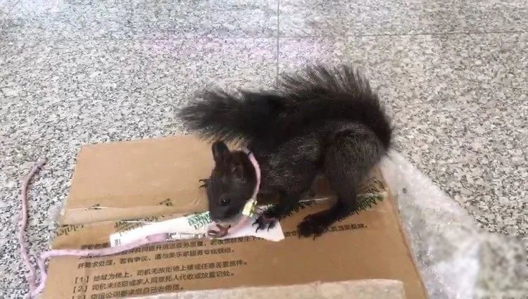 중국 최초 마약 탐지 다람쥐 현장 투입