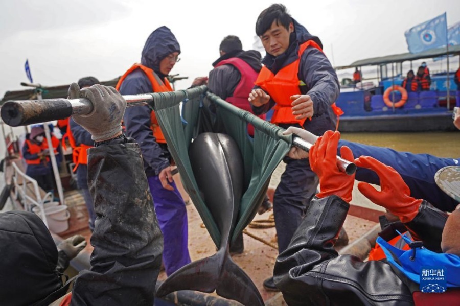 장시 포양호 쑹먼산 수역 모래펄판에서 갓 포획한 돌고래를 배로 옮겨 신체검사를 진행할 예정이다. [2월 14일 촬영/사진 출처: 신화사]