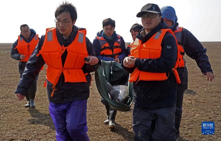 직원들이 돌고래를 다른 곳으로 이동시킨다. [2월 15일 촬영/사진 출처: 신화사]