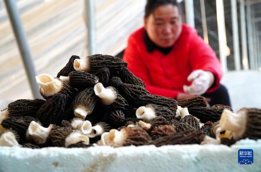 산둥성 청우현 원상지진, 마을 주민이 수확한 버섯을 정리하고 있다. [2월 22일 촬영/사진 출처: 신화사]
