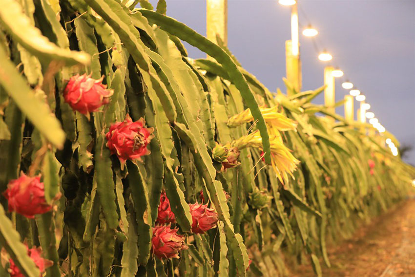 하이난 딩안, 현지 농가 미래 밝히는 용과 재배 기지