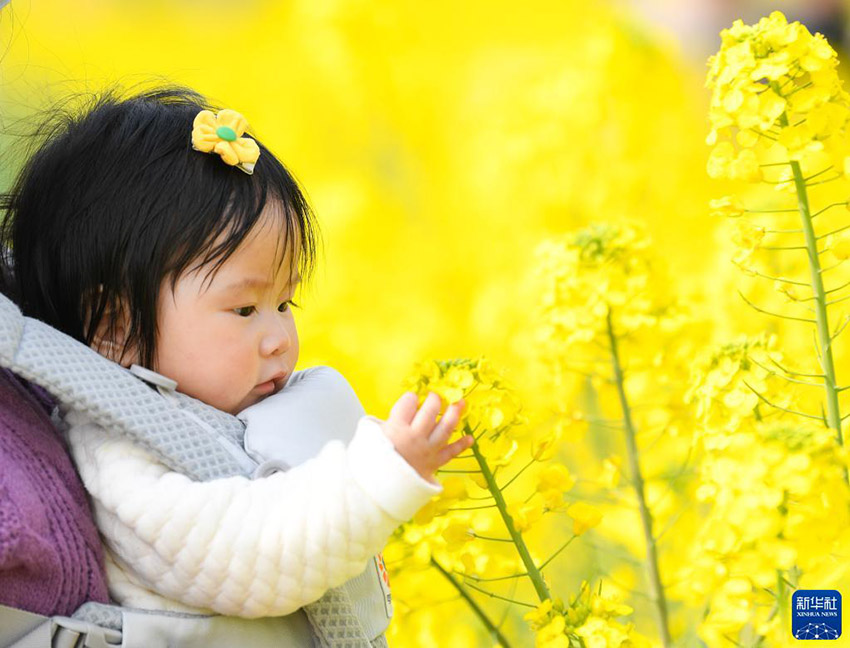 아기가 유채꽃을 만지고 있다. [3월 5일 촬영/사진 출처: 신화사]
