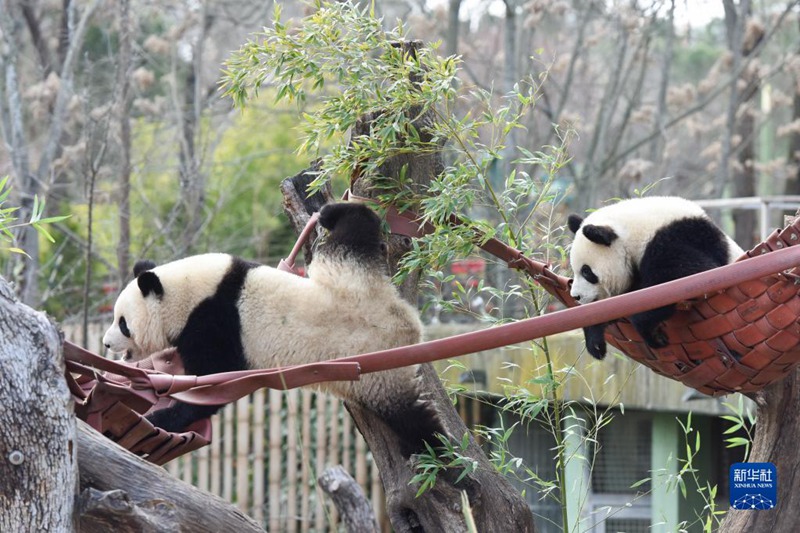 3월 7일, 판다 유유와 주주가 동물원에서 신나게 노는 모습