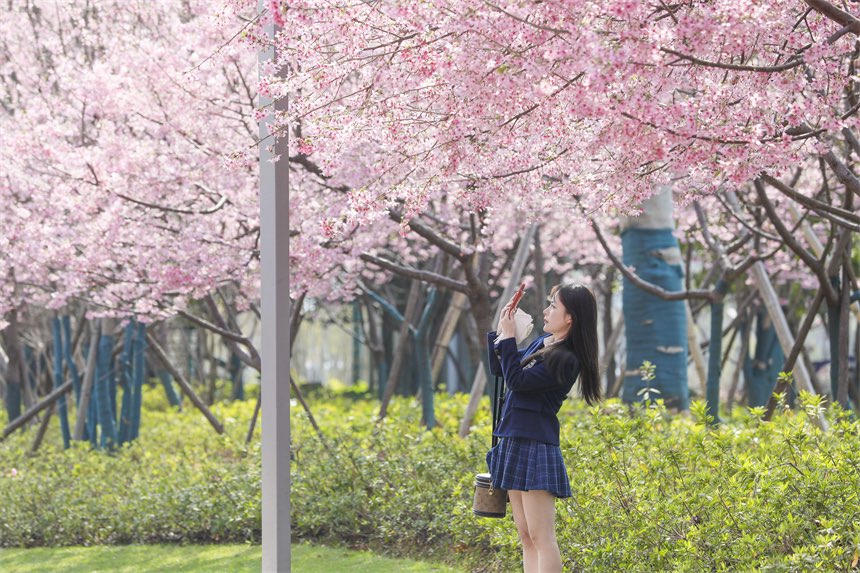 [포토] 장시 간저우, 벚꽃 구경에 몰려든 사람들