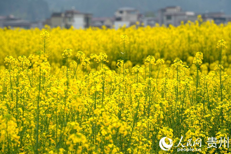 구이저우성 퉁런시의 유채꽃이 만발했다. [사진 출처: 인민망]