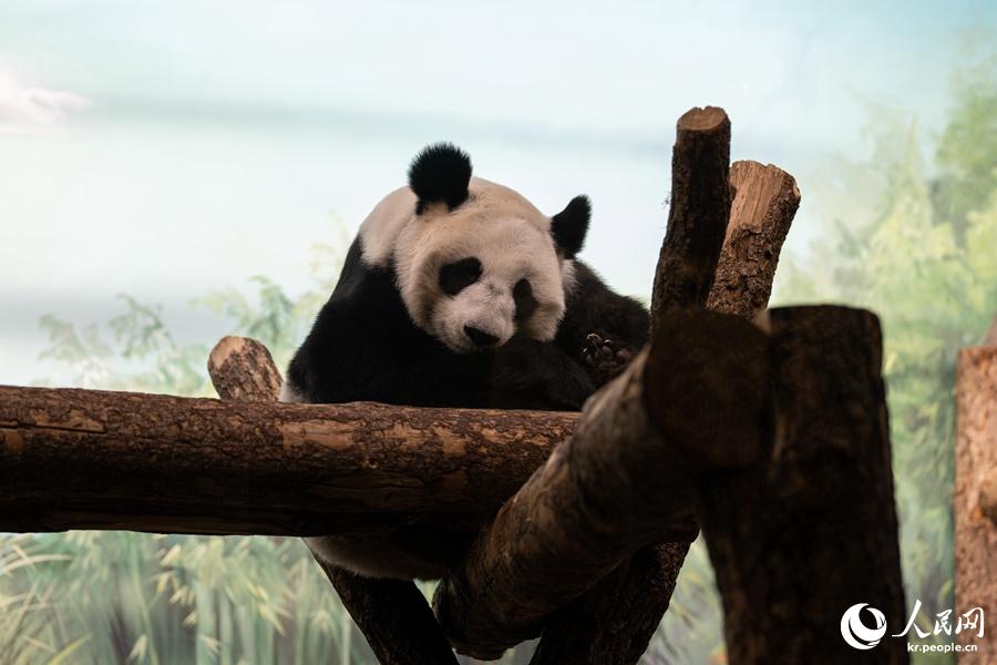 천진난만한 자이언트판다 ‘딩딩’에 북적이는 모스크바 동물원