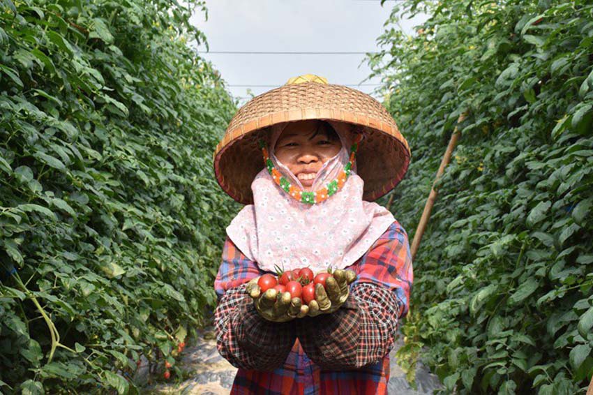 하이난 원창, 방울토마토 재배로 달라진 농촌의 모습