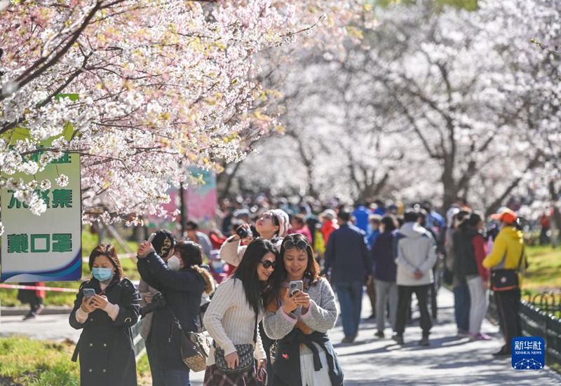‘벚꽃눈’ 내린 베이징 위위안탄공원