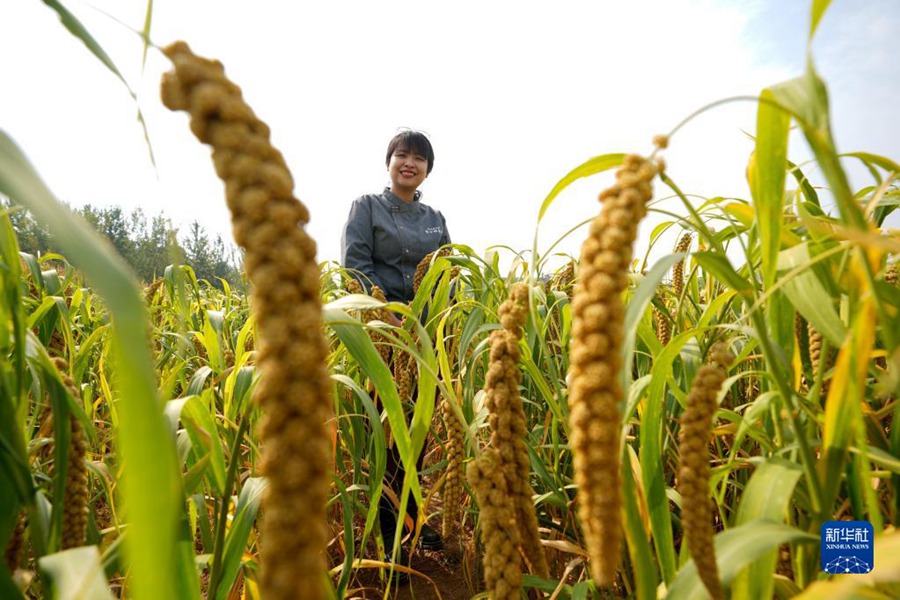 류톈톈 씨가 진포뤄촌의 수확을 앞둔 밭에 서 있다. [2022년 9월 28일 촬영/사진 출처: 신화사]
