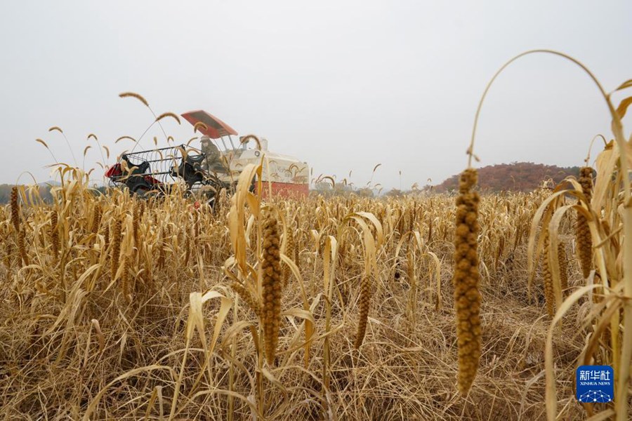 농민이 밭에서 기계를 사용해 수확하고 있다. [2022년 10월 20일 촬영/사진 출처: 신화사]