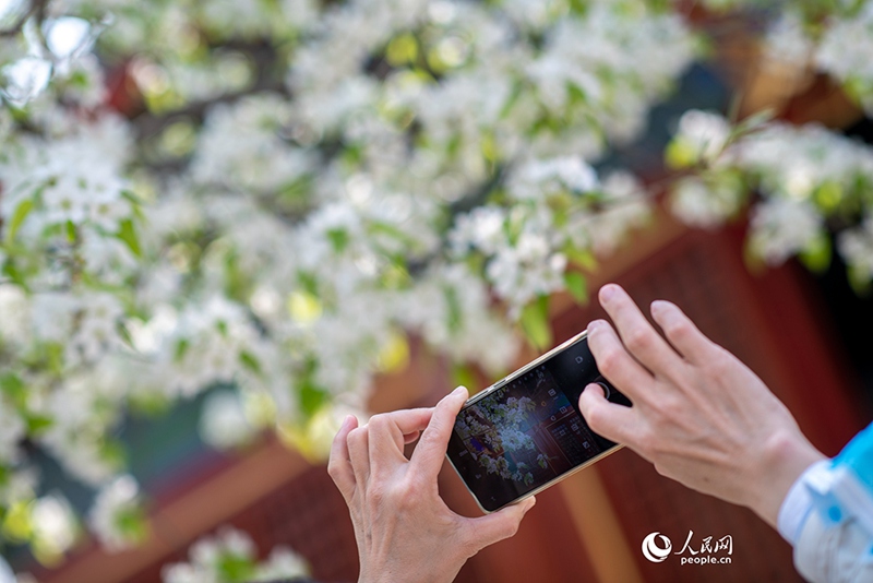 3월 29일, 베이징 즈화(智化)사에 활짝 핀 배꽃 앞에서 나들이객이 꽃구경을 하며 사진을 찍고 있다.