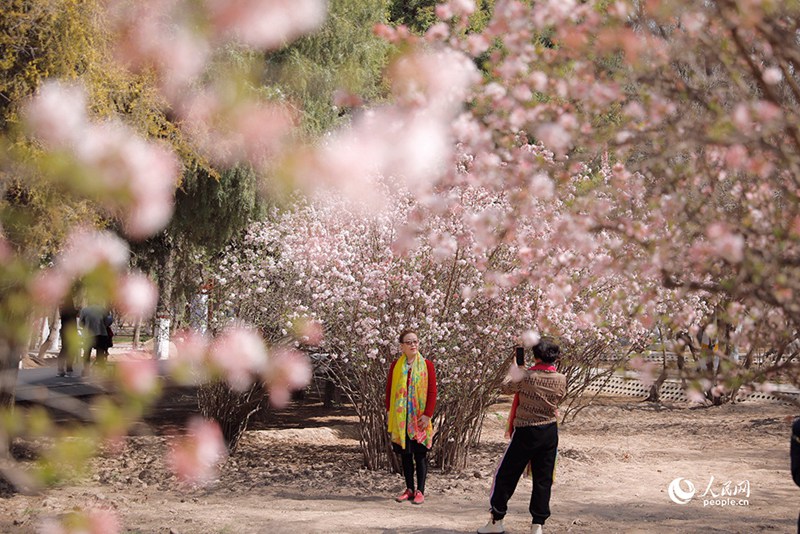 3월 29일, 봄기운이 무르익는 가운데 닝샤(寧夏) 인촨(銀川)시 중산(中山)공원을 찾은 관광객들이 사진을 찍고 있다.