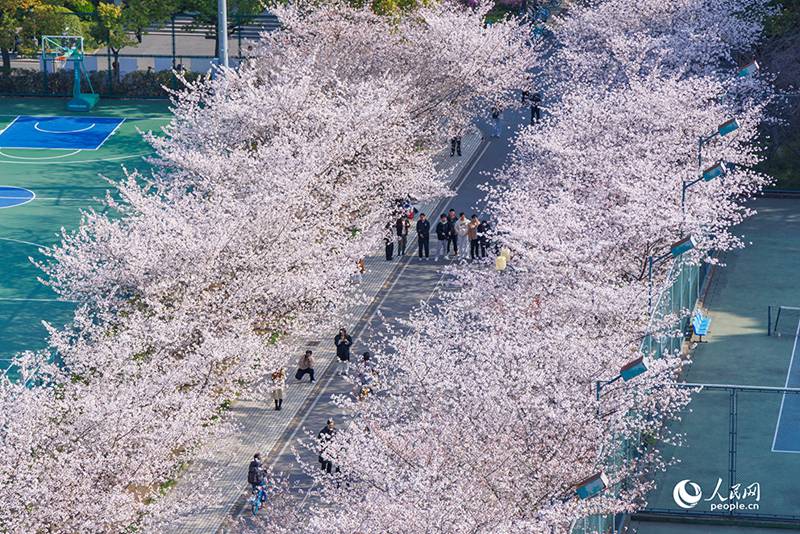 3월 28일, 상하이 퉁지(同濟)대학교 쓰핑루(四平路) 캠퍼스에 활짝 핀 벚꽃이 핑크빛 꽃대궐을 이루고 있다.