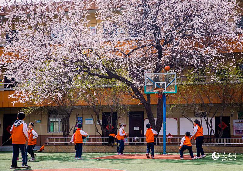 3월 28일, 산시(山西)성 타이위안(太原)시 허핑(和平)초등학교 교정에 수령이 30년 넘은 살구나무들이 꽃망울을 터뜨린 가운데 학생들이 쉬는 시간을 이용해 농구를 하고 있다.