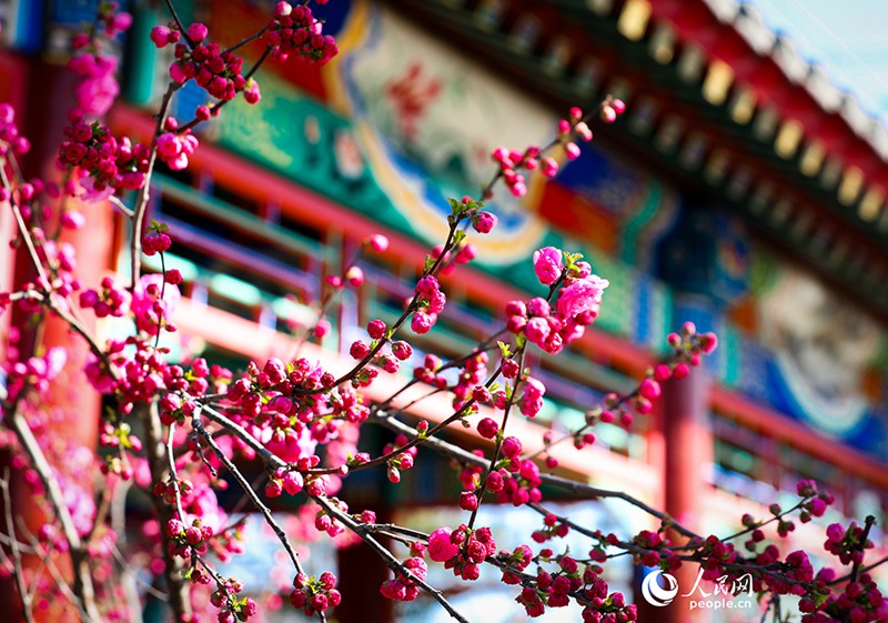 3월 27일, 허베이(河北)성 슝안(雄安)신구 교외 공원의 나뭇가지 끝에 꽃송이들이 가득 매달려 있다.