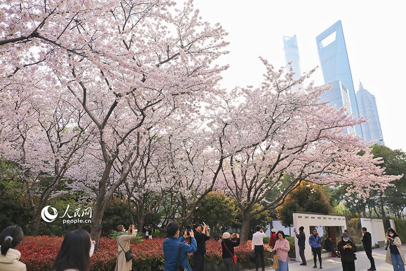 3월 27일, 상하이 푸둥(浦東) 루자쭈이(陸家嘴)에서 행인들이 발걸음을 멈추고 만개한 벚꽃을 구경하며 사진을 찍고 있다. 