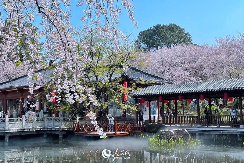 3월 26일, 우한(武漢)시 둥후(東湖)호를 찾은 관광객들이 연분홍빛 꽃망울을 활짝 터뜨린 벚꽃 아래에서 봄기운을 만끽하고 있다.