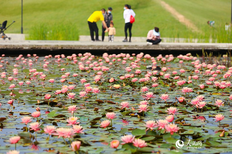 3월 22일, 푸젠(福建)성 샤먼(廈門)시 하이완(海灣)공원에 만개한 수련