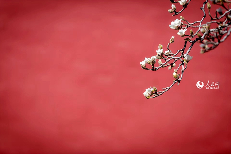 3월 18일, 베이징 톈탄(天壇)공원의 붉은 담장 앞에 만개한 목련꽃
