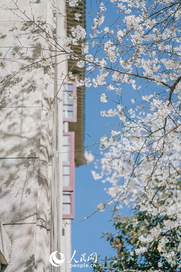 3월 14일, 우한대학교 벚꽃길을 따라 벚꽃이 활짝 피어 있다.