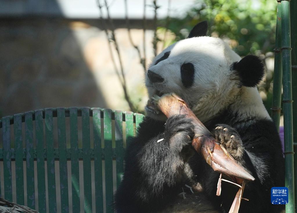 자이언트판다 '멍란'이 지난달 30일 베이징동물원 자이언트판다관에서 죽순을 먹고 있다. [사진 출처: 신화사] 