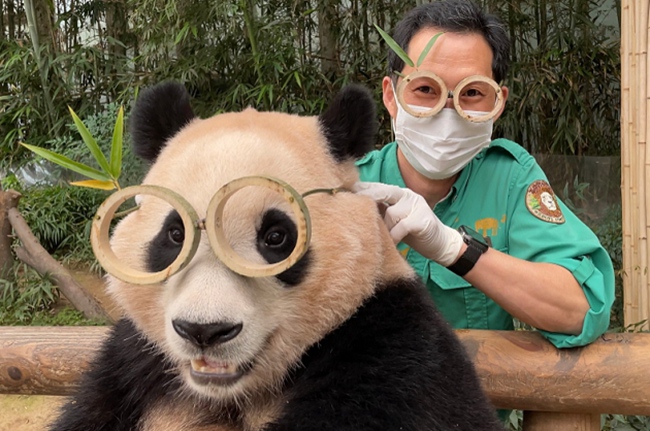 송영관 사육사가 푸바오에게 대나무 안경을 씌워주고 있다. [사진 출처: 에버랜드 웹사이트]
