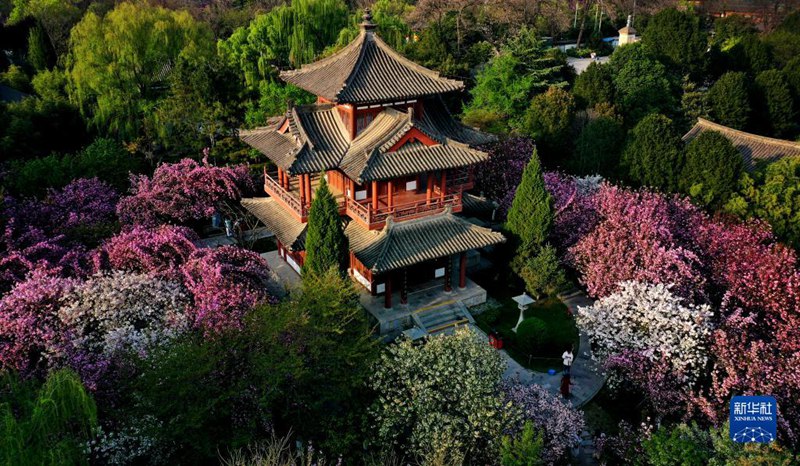 시안 칭룽쓰(靑龍寺, 청룡사) 유적지 경내에는 벚꽃이 활짝 피었다. [3월 31일 드론으로 촬영/사진 출처:인민망]
