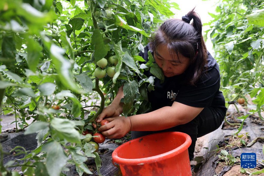스자좡시 롼청구 강터우(崗頭)촌의 한 농장에서 토마토 수확이 한창이다. [5월 30일 촬영/사진 출처: 신화사]