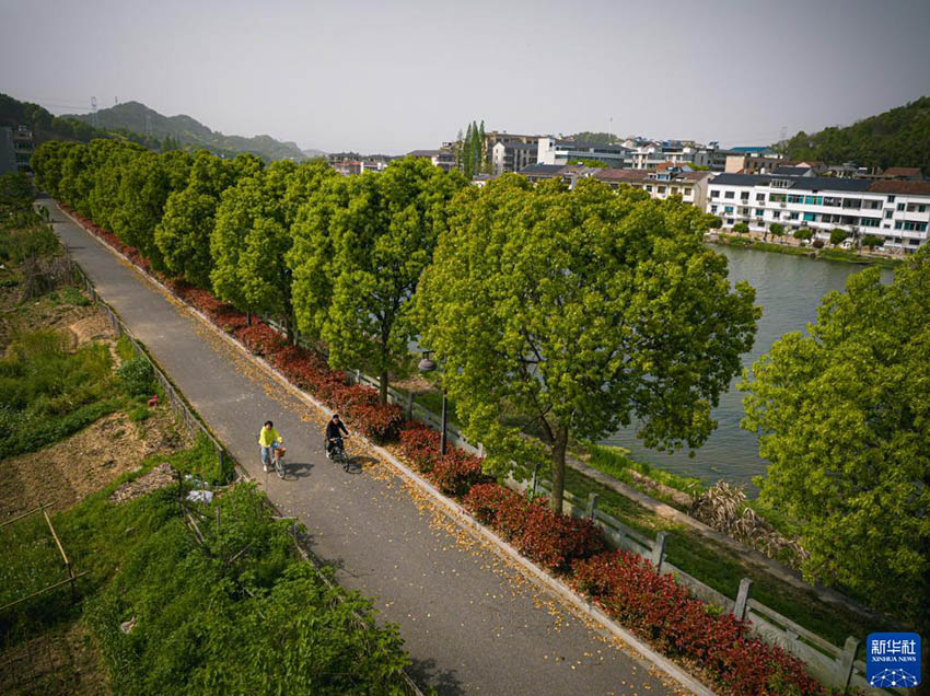 주민들이 지난가도 팅(亭)촌 카이화(開化)강 강변 녹색길에서 자전거를 탄다. [4월 12일 드론 촬영/사진 출처: 신화사]