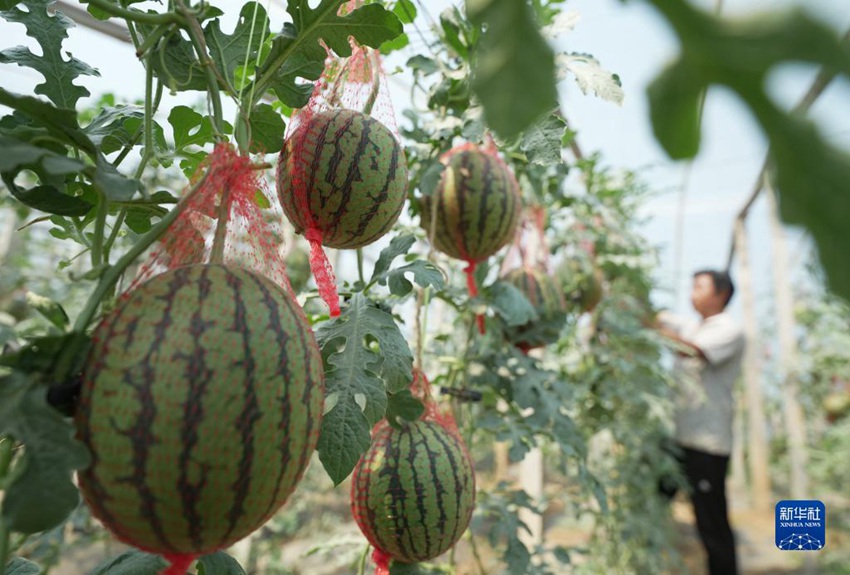 농민이 비닐하우스에서 재배하는 수박을 관리하고 있다. [6월 5일 촬영/사진 출처: 신화사]
