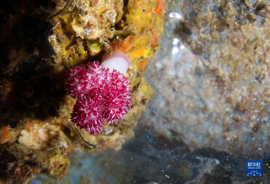 우즈저우섬 해역 해양목장의 선초에 서식하는 연산호(학명: Alcyonacea) [5월 16일 촬영/사진 출처: 신화사]