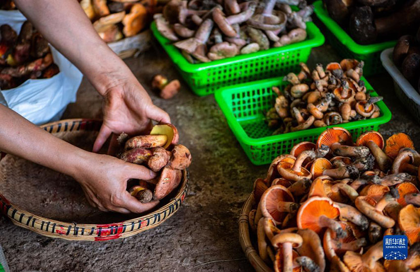 상인이 판매 전에 야생 버섯을 분류하고 있다. [7월 2일 촬영/사진 출처: 신화사]